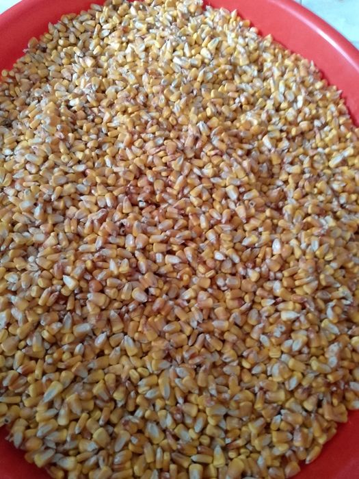 Vând mălai bobe  bune