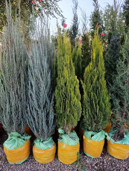 Archa Va Gular va Gazon