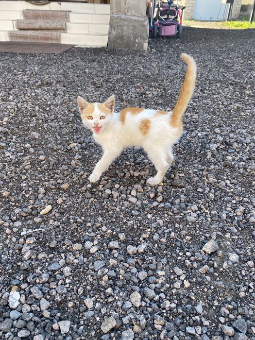 Котенок в добрые руки
