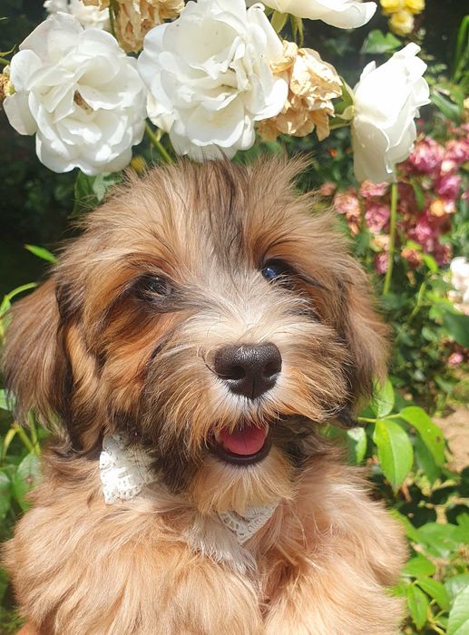 Catelusa bichon havanez cu pedigree canisa autorizata