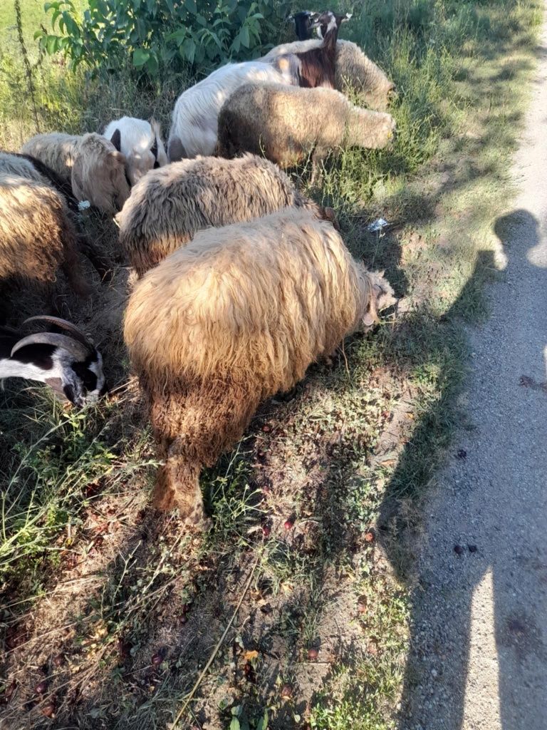 Vând vaca jungii capre iezi miei