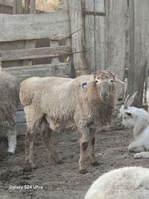 Қошқарлар сатылады.