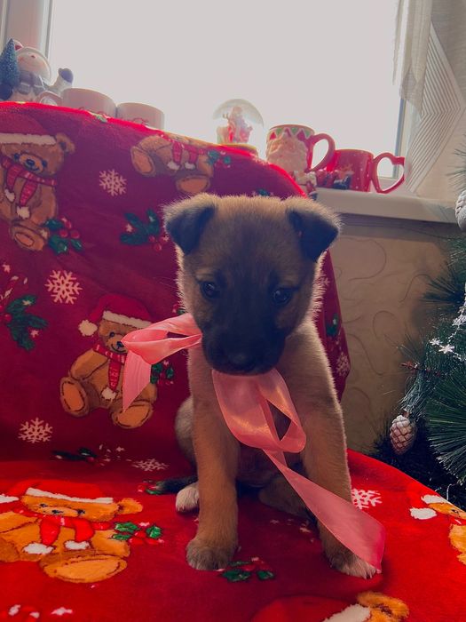 Бебе кученце, момиче