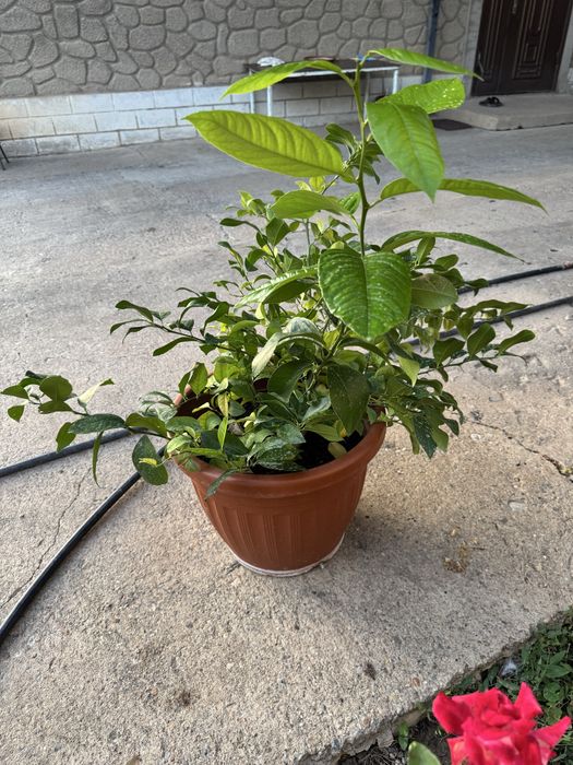 Лимонное дерево домашнее