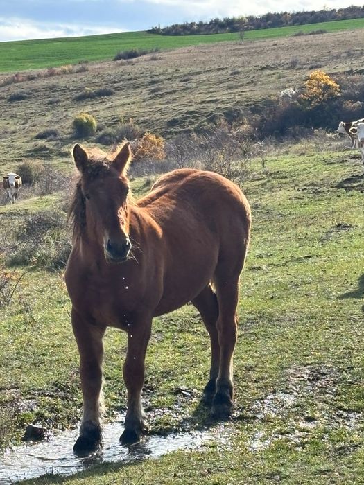 Vand sau schimb cu vaci vitele intarcate