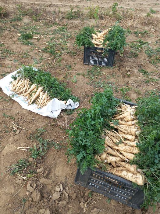 Pătrunjel de vânzare