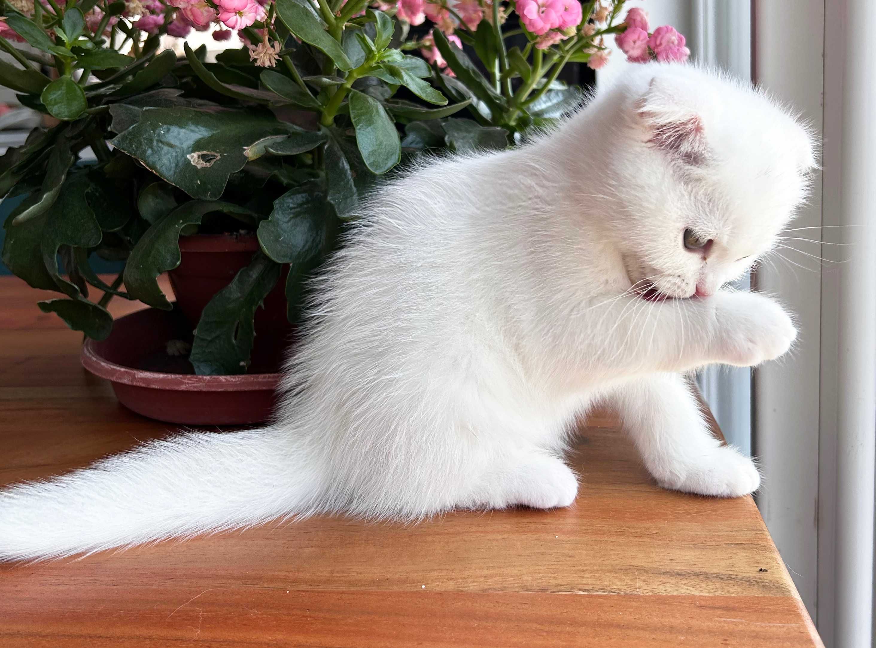 Pisoiaș alb de elită - Scottish Fold. Pedigree. Poze reale