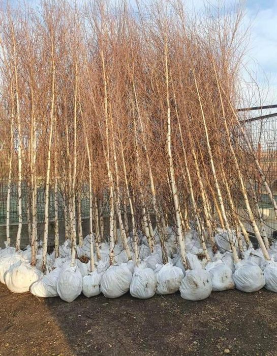 Copaci ornamentali mesteacăn tei platani