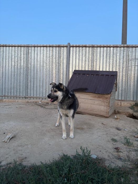 Қазақы қарапайым ит сатылады.