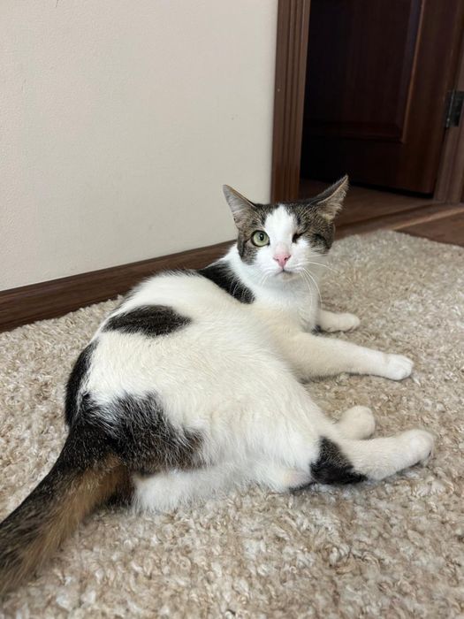 Отдам кота в хорошие руки