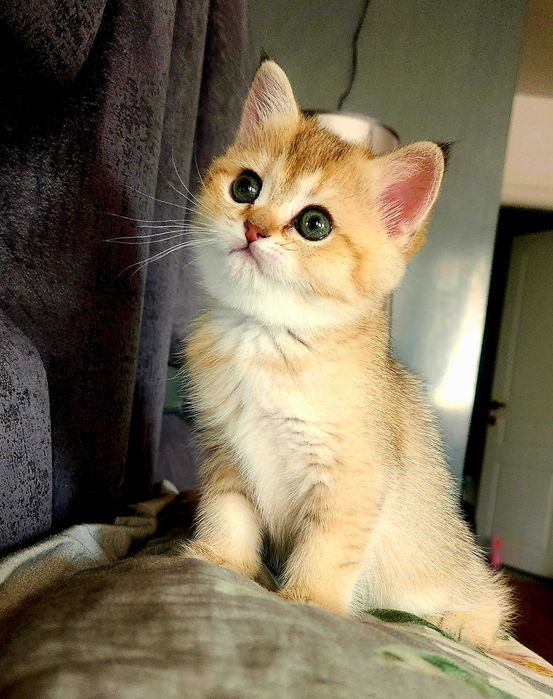 British Shorthair Golden cu pedigree