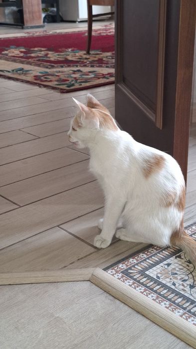 Милые котята,отдам даром в хорошие руки.
