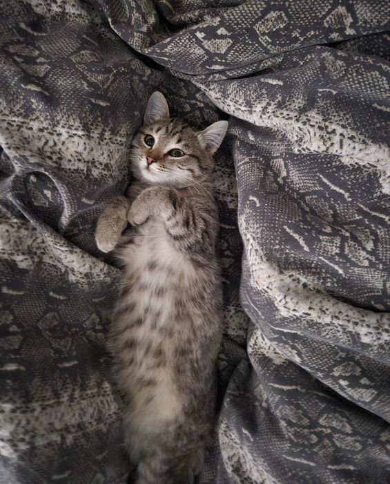 Отдам котёнка в добрые руки