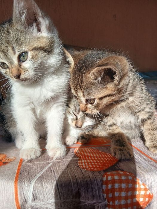 Donez pisicuțe pentru o familie iubitoare de animale.