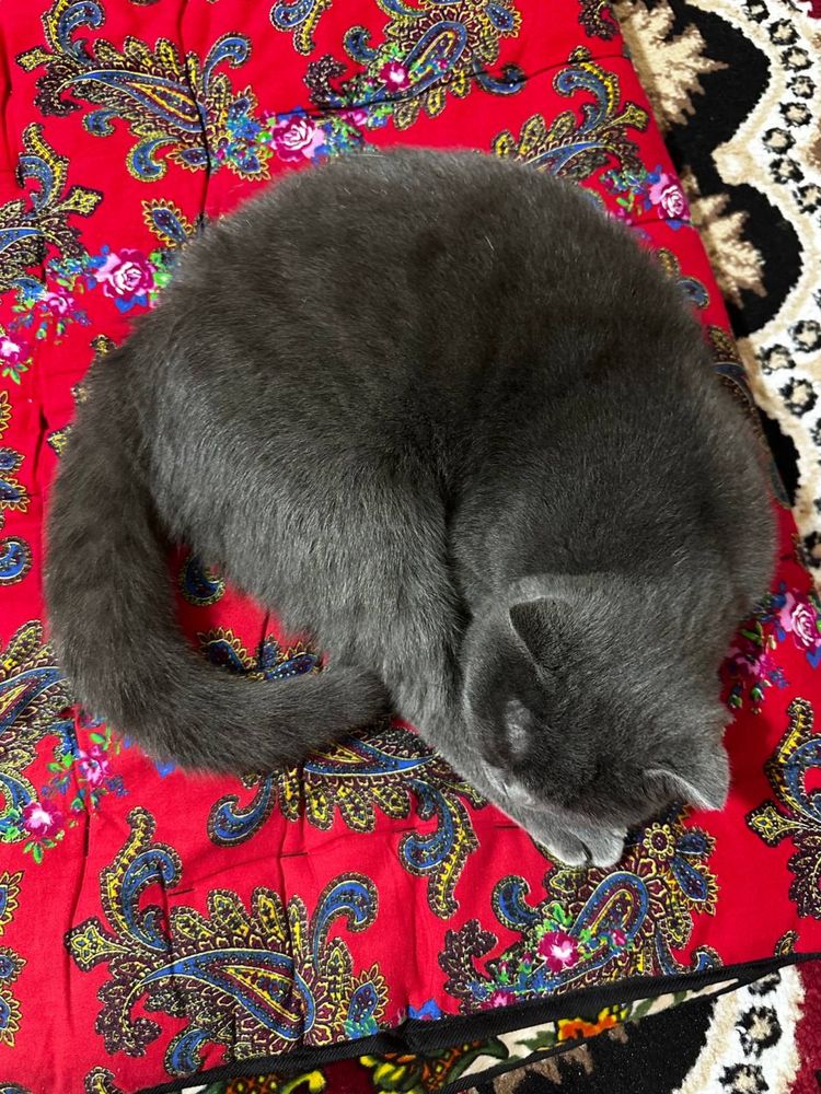 Скотиш фолд мушук