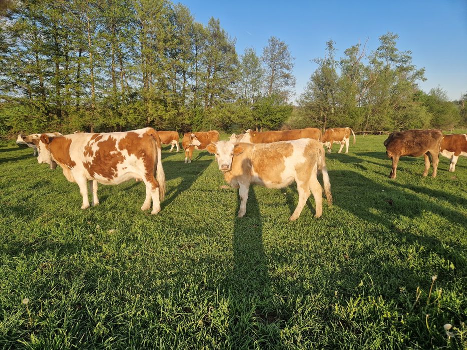 Vaci baltata românească