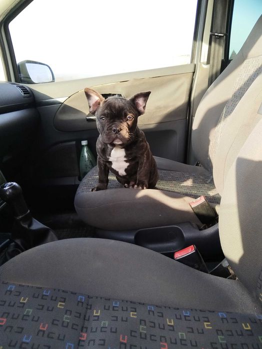 френско булдоче "brindle"