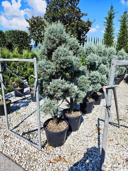 PonPon Argintiu , Brad Argintiu, Mesteacan , Bonsai