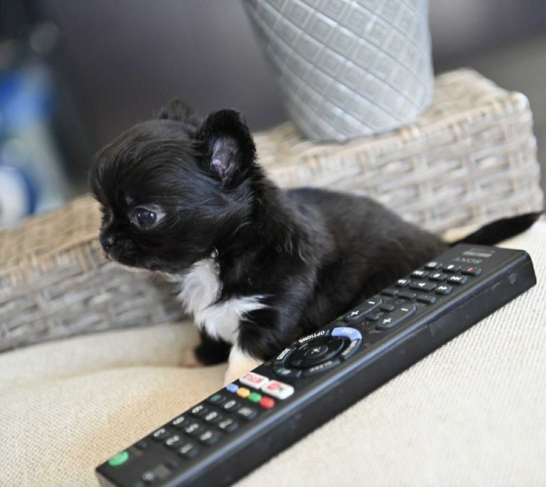 Мъжко дългокосместо мини чихуахуа