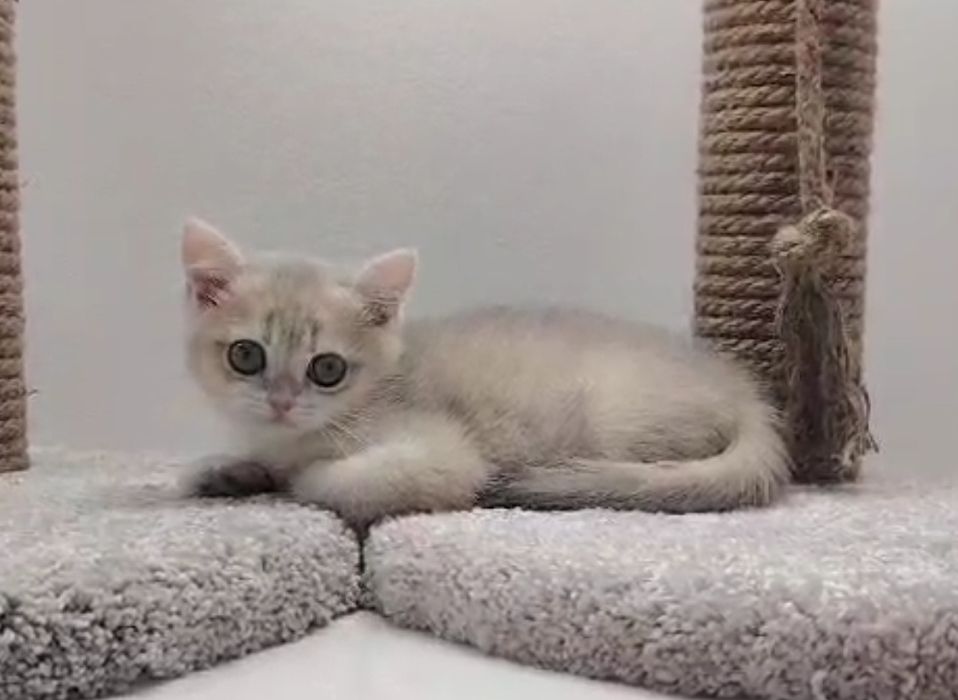 Британские и шотландские пареньки и девули ждут любящих хозяев