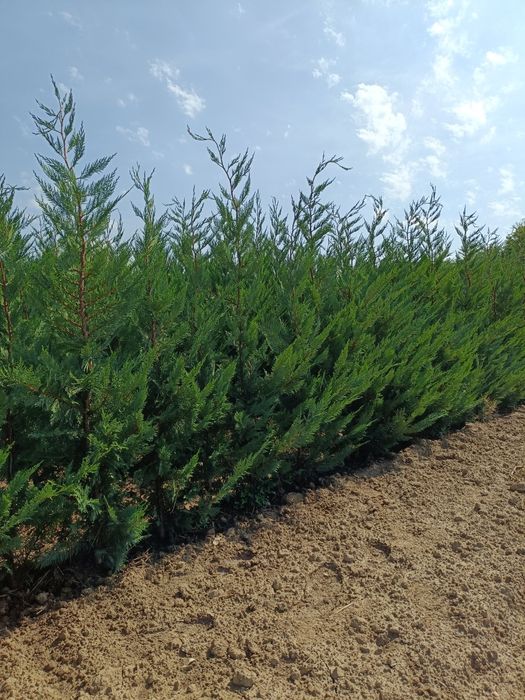 Leylandii Pro Gardena, Gard viu și Chiparos Leylandii