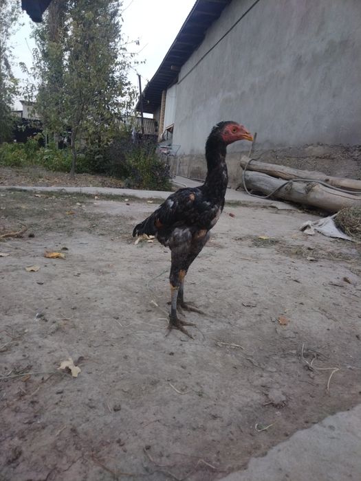 Дакан Жожа Тошкент Юкоричирчик туманида