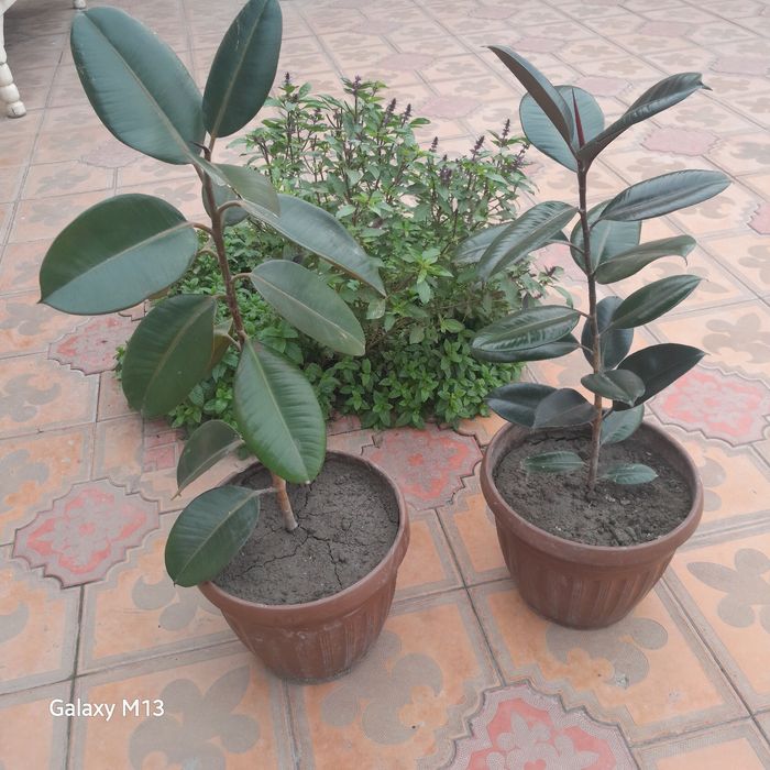 Фикус махаллий номи кора шахзода