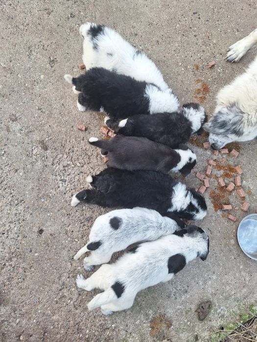 donez catei de curte ciobănești