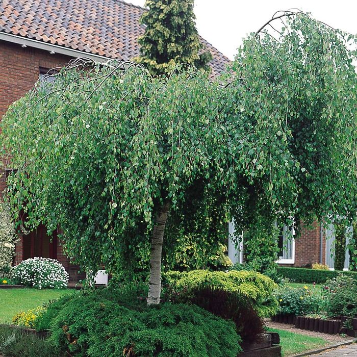 Mesteacan plangator betula youngii 140-150 cm, trimitem în toată tara