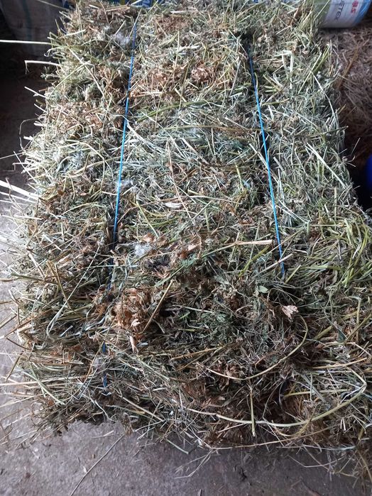 Baloti lucerna calitatea I