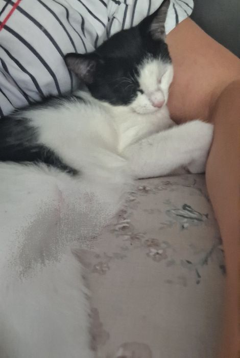 Donez pui de pisica 3- 6 luni