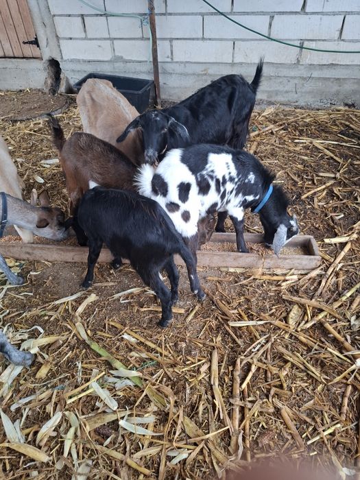 Vând capre bune de lapte