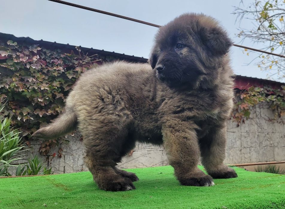 Ciobanesc caucazian talie mare  femele.