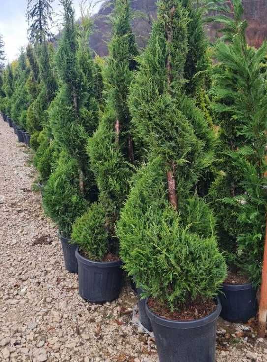 Plante decorative Tuia smarald etc