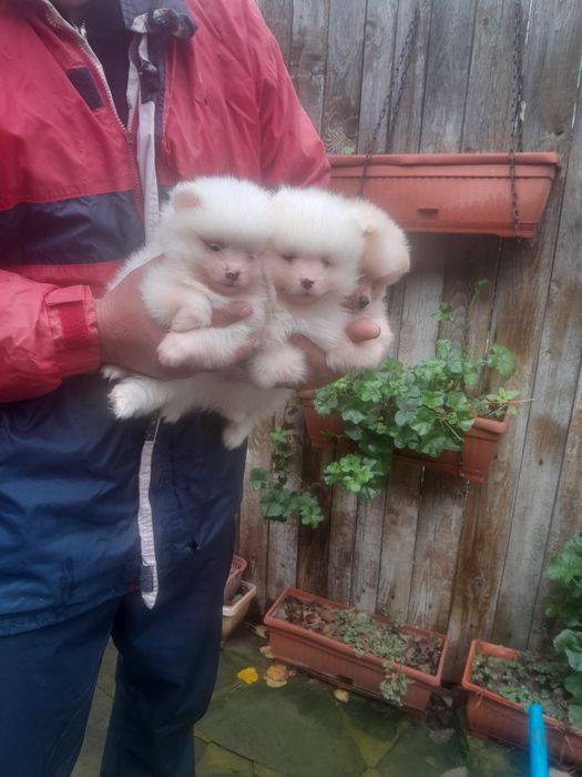 Померанче мъжко и женско и женско