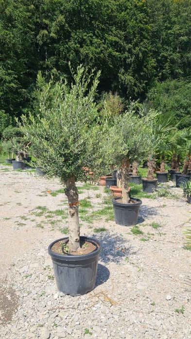 Plante Naturale – Verde autentic, frumusețe vie