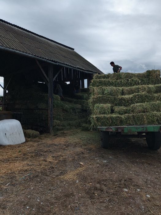 Baloți lucerna coasa 3 și 4