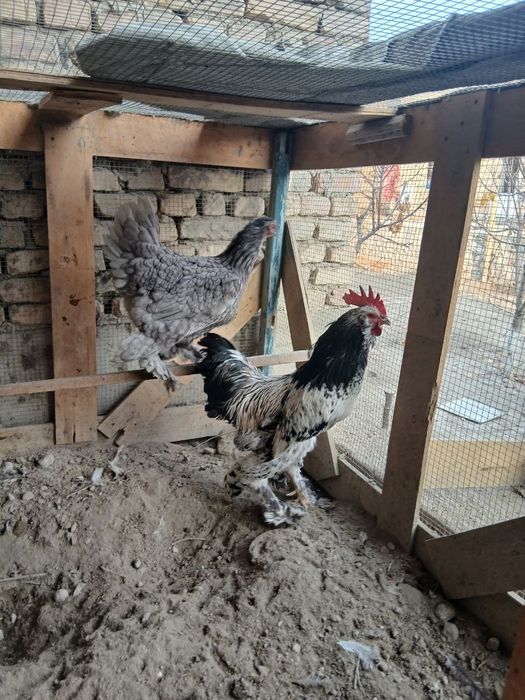 Хуроз товук сотилади