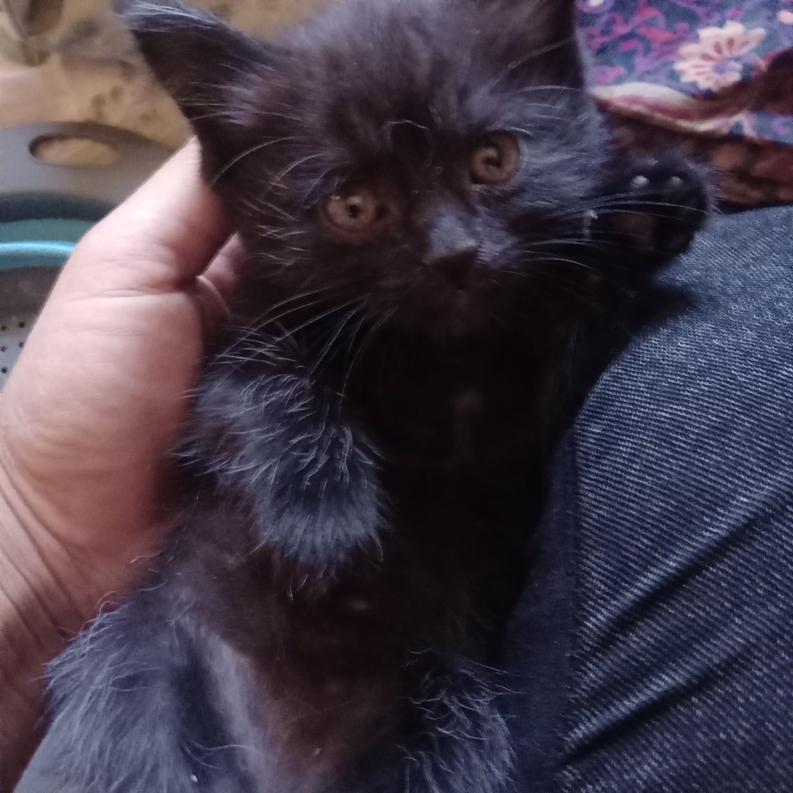 Скотиш страйт ва скотиш фолд  1.5 ойлик