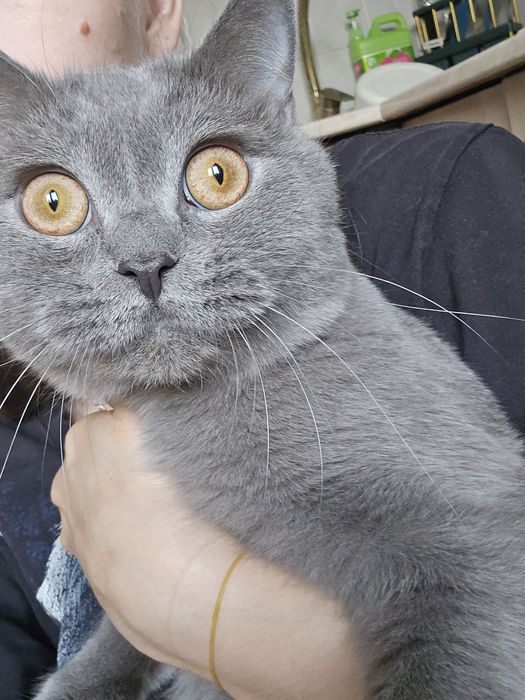 Отдам кота  британец