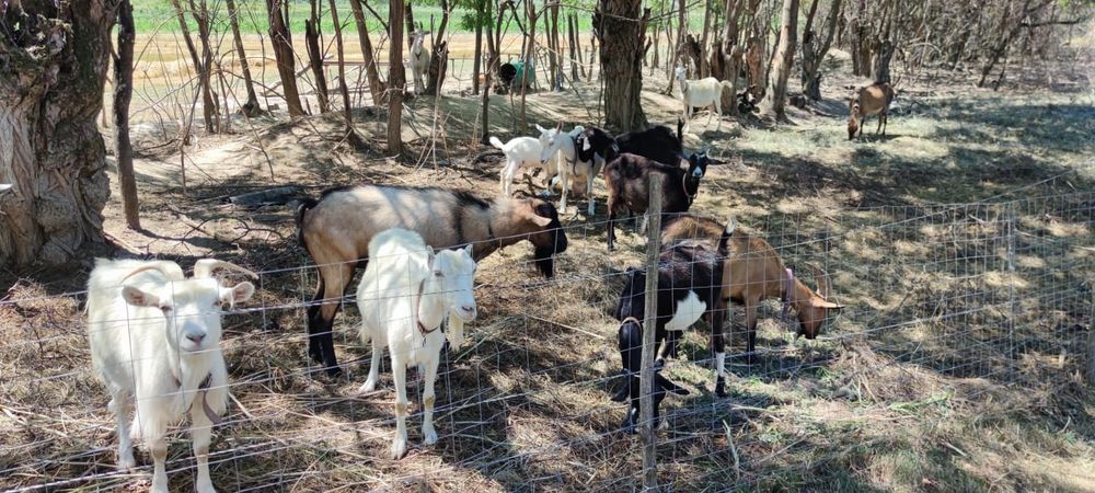 Țap Alpin metis cu sanen