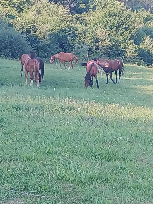 Vând sau schimb cu alte animale