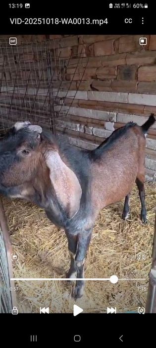 Țap de vânzare are un an