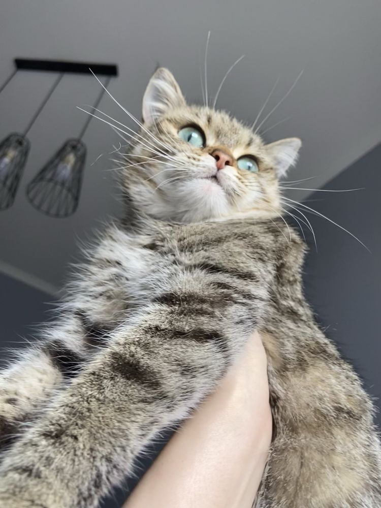 Кошечка ищет дом