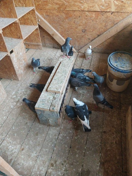 Porumbei voiajori  pui nezburati și maturi