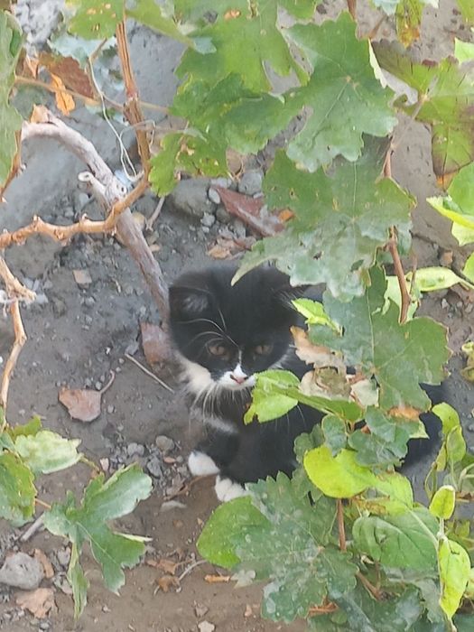 Котята отдам бесплатно