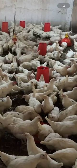 Lomin sindi 104 kunli sotuvda