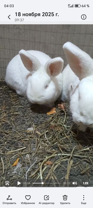 NZB Quyonlar sotiladi