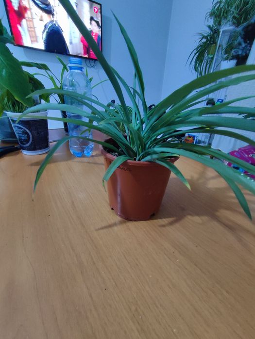 Хлорофитум обычный, хлорофитум кудрявый