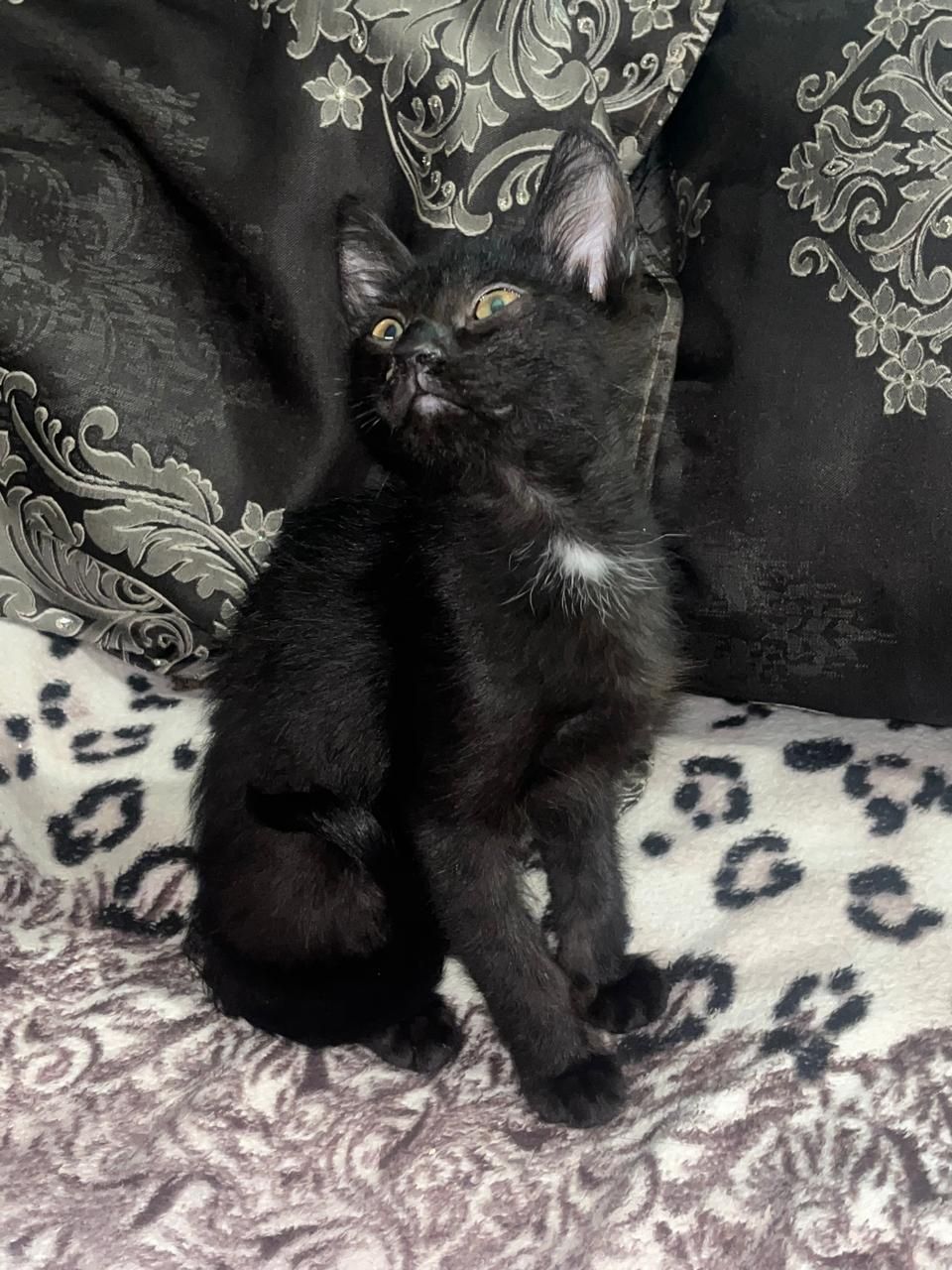 Домашние котята ищут дом